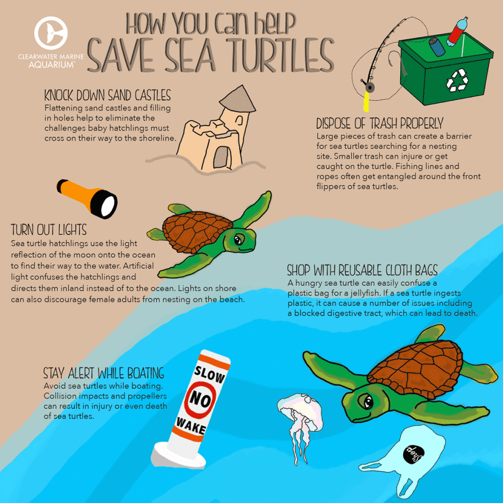 sea turtle inforgraphic