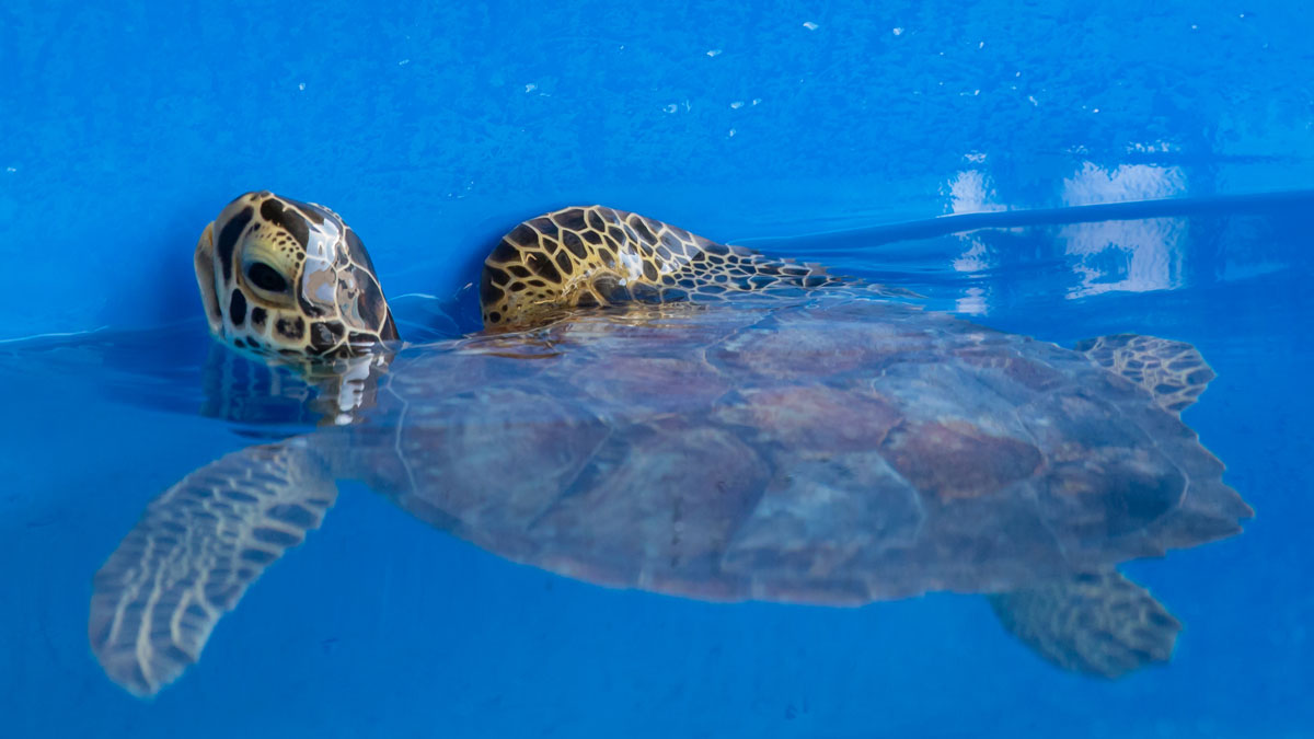 Yarra sea turtle rehab