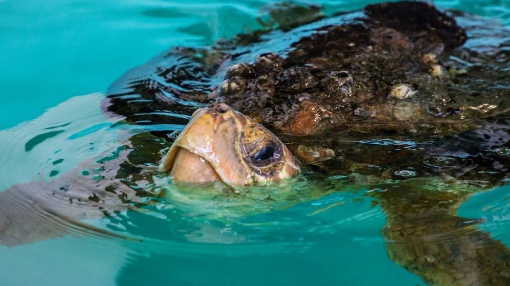 Wiley, loggerhead sea turtle