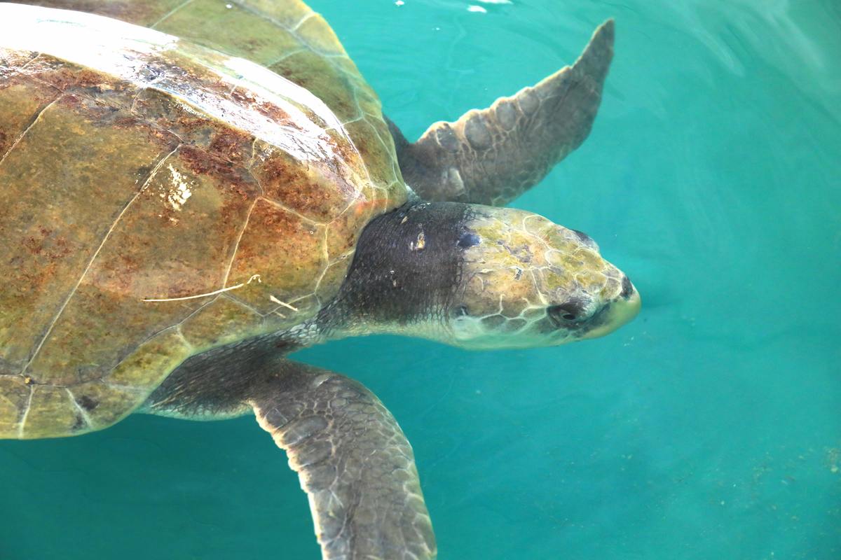Charlie, sea turtle in rehab