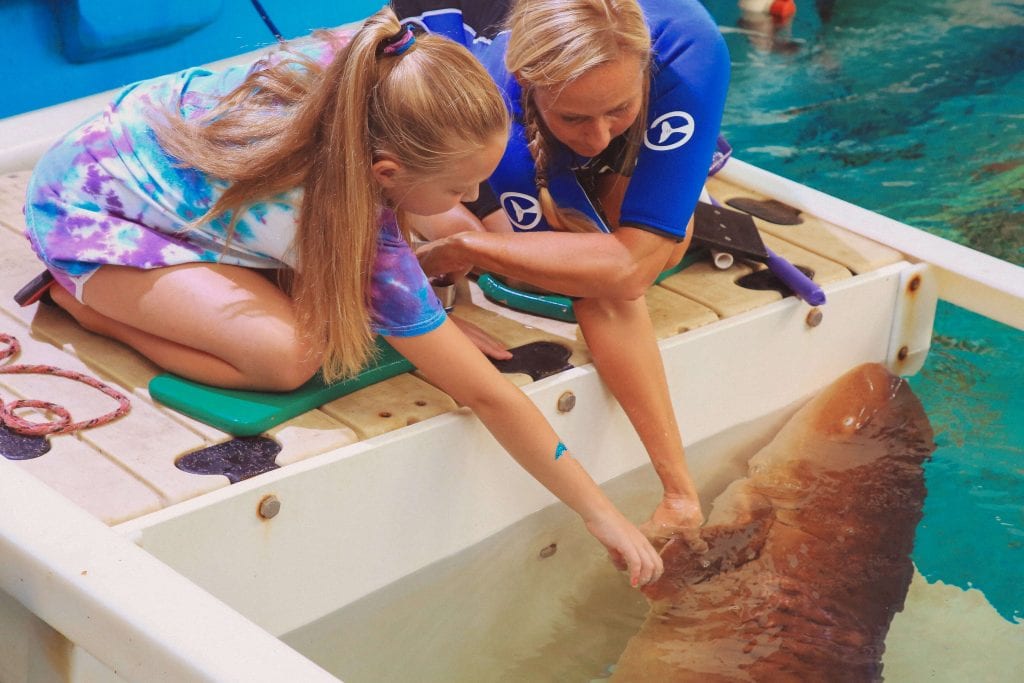 Young Girl Touching a Nurse Shark with CMA Staff